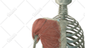 do professional 3d medical animation for you