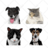draw your pets, dog, animal into cartoon vector portrait