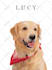 draw minimalist vector pet,dog,cat potraits