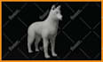make 3d animal model with realistic fur, xgen hair and texture