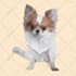 draw pet portrait into cartoon vector