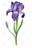draw flowers illustrations in watercolour style