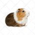 draw your pet, vehicle or other designs for your brand