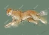 draw animals in sketchy lineart with watercolour