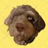 create a custom cartoon vector portrait of your pet