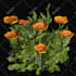 do 3d tree, flower and plant modeling