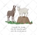 draw cute animal character illustrations