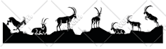 draw simple and complex product line art illustration