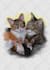 hand draw realistic pet portrait