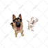 draw your pets animal photo into cute animal illustrations