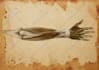 create customized medical and scientific illustration