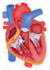 do realistic professional medical illustrations