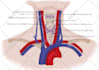 make medical illustrations, anatomy diagrams and presentations