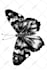 draw black and white  illustrations for children books