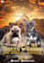 design dog stud, breeder, kennel banner, kennel flyer