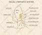 create anatomy, medical, and scientific illustrations