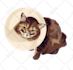 draw dog cat pet portrait vector illustration
