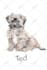 draw digital scribble pet portrait