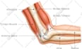 create accurate anatomy surgical and medical illustrations
