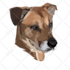 draw high quality vector art for your pet