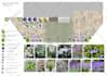 create landscape planting plan