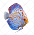 make your betta fish a vector in 12 hours