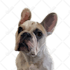 draw amazing cartoon portrait for your dog, cat or any pet