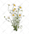 create plant, flowers line art vector