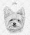 do custom pet portrait, dog portrait, cat portrait drawing