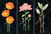 draw  botanical  illustration art for you