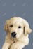 draw vector illustration dog cat animal pet cartoon portrait