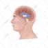 draw precise medical illustration