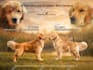 design premium stud flyers and breeding banners