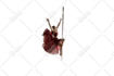 background removal, white, transparent or resizing images