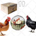 do main image, amazon listing  and a plus content design