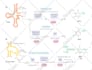 make scientific medical illustrations, diagrams, and figures