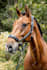 do professional photoshop image editing