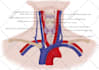 make medical illustrations, anatomy diagrams and presentations