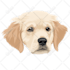 draw vector portrait from your cat dog and pet
