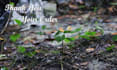 record real rainforest rain sounds videos for youtube channel