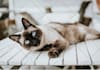 write dog articles and pet blog content