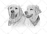 do a black and white pet portrait