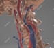 create a 3d model from your ct or mri dicoms