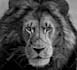 draw any hyper realistic pencil drawing for you