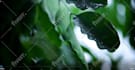 create relaxing rain video with rain sound
