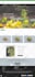 build cbd shopify store, shopify cbd website or cannabis website