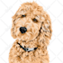 draw a pet to vector portrait