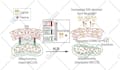 design graphical abstracts, medical and scientific illustrations and figures