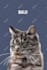 draw vector illustration dog cat animal pet cartoon portrait