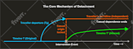 create scientific illustrations, graphical abstract, posters